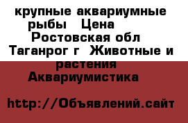 крупные аквариумные рыбы › Цена ­ 500 - Ростовская обл., Таганрог г. Животные и растения » Аквариумистика   